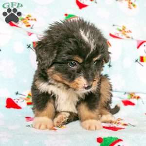 Cole, Bernedoodle Puppy